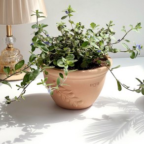 베트남토분 올리브 실내화분 홈가드닝 인테리어 앙비까사 ENVIE CASA, 19 cm, 1개