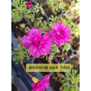 사랑초 글라브라더블 핑크