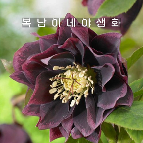 퍼플 헬레보루스 [1포트 복남이네야생화 모종 크리스마스로즈 hellebous], 1개