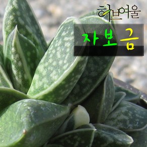 [허브여울다육] 자보금 지름 9cm 소품 다육화분 (상토와 마사만 사용), 1개