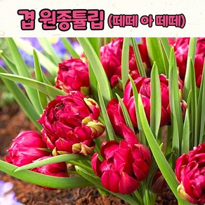 겹 원종튤립 떼떼아떼떼 / 추식구근 /겹튤립꽃/겹빨강꽃, 1세트