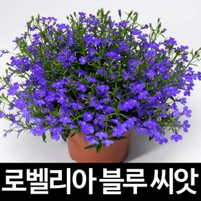 블루 로벨리아 씨앗 꽃씨 꽃 종자 꽃씨앗 야생화 100알, 1개