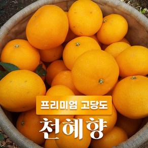 제주 천혜향 고당도 2kg 3kg 프리미엄 선물세트, 1개, 2kg선물용(중대)