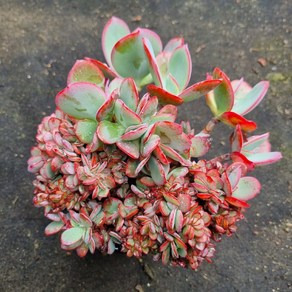 [수암다육] 줄리아 철화 랜덤발송 Echeveia 'Julia' f. cistata 랜덤발송 다육 다육이 다육식물 348, 1개
