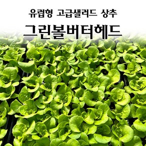 [모종심는아빠] 유럽형 고급 샐러드 상추 그린볼버터헤드 모종, 3개