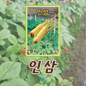 인삼 씨앗 (20립) 종묘 종자 한약재 약재, 1개