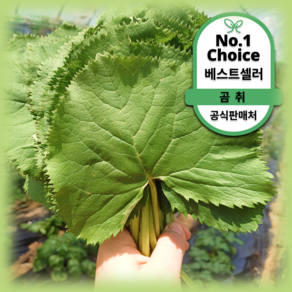 [100%유기농] 프리미엄 고랭지 곰취 산지직송, 1박스, 1kg