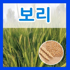 보리 씨앗 1kg 보리씨 잡곡 종자 키우기 파종 재배