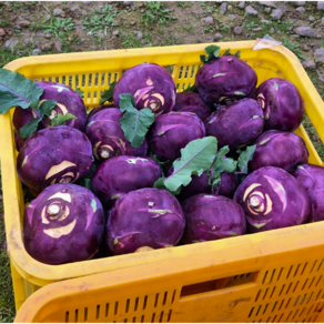 [창고대방출] 제주 산지직송 수분가득 콜라비, 1박스, 3kg