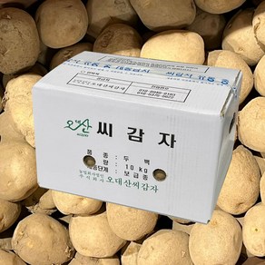 강원도 정품 두백 씨감자 보급종 감자씨 종자 분나는 감자, 20kg, 1개