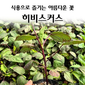 [모종심는아빠] 식용으로 즐기는 꽃 히비스커스 모종, 3개