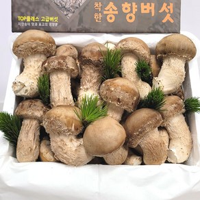 송화 송향버섯 송고버섯 선물용세트, 선물용 최고급형500g, 1개