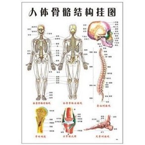 인체 목 근육 신경 혈관 해부 모형 해부학 모델 마취 의학 교육, 그림