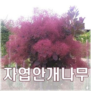 [현대조경농원]자엽안개나무 묘목 꽃나무 4년생 개화주, 1개, 분묘