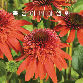 겹에키네시아 만다린 [1포트 복남이네야생화 모종 오렌지 에키나세아 echinacea], 1개