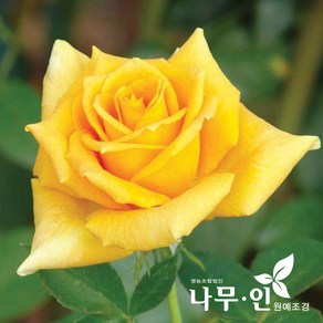 [나무인] 고급사계정원장미 란도라(노랑색), 1개