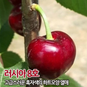 왜성 체리나무 묘목 라핀 타이톤 러시아8호 홍수봉 레이니어 충청농원, 1개, 왜성대목