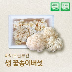 유기농 GAP 인증 국내산 생꽃송이버섯 최상급