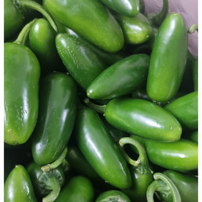 [농가직송] 맛있게 매운 할라피뇨 진주 퍼펙트고추 2kg/3kg - 신선한 산지직송, 1박스, 2kg