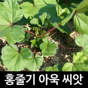 홍줄기 붉은 아욱씨앗 채소씨앗 재래종 토종 100알, 1개