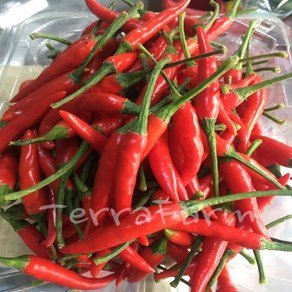 테라팜 베트남고추 (500G) 프릭키누, 1개, 500G