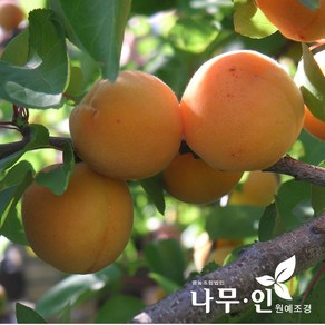 [나무인] 왕살구나무 결실주