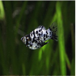 풍선 달마시안 몰리 3cm ~ 5cm [2마리], 1개, 10g