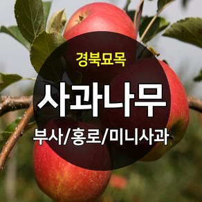 우수한 품종의 나무묘목 유실수 과실수 약용수 조경수 판매중, 사과나무, 루비에스 접목 상묘, 1개