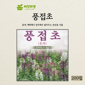 다농 풍접초 혼색 족두리꽃 씨앗 200립, 1개