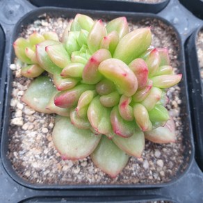 [수암다육] 사과꽃 랜덤발송 Echeveria 'Apple Blossom' 다육 다육이 다육식물 535