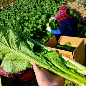 현옥이네 여수 돌산갓 당일수확 선도최고 여수갓 5kg 10kg