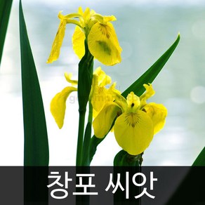 창포 씨앗 노랑꽃 창포씨 종자 아이리스 야생화 20알, 1개