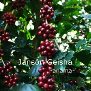 [커피생두] 파나마 잔슨 게이샤 내추럴 1kg Panama Janson Geisha Natual, 1개