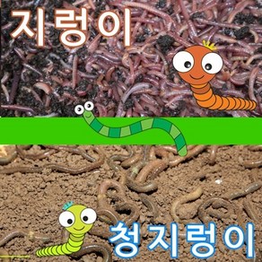 어벙이낚시 일반지렁이 청지렁이(16시전 당일발송)