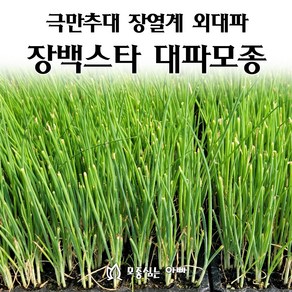 [모종심는아빠] 내한성이 강한 극만추대 장열계 외대파 장백스타 대파모종