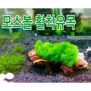 피알피쉬 모스볼 활착유목