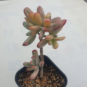 [수암다육] 원종 복랑금 랜덤발송 Cotyledon obiculata v. oophylla f. vaiegata 랜덤발송 다육 다육이 다육식물 384, 1개