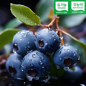유기농 무농약 블루베리 국산 생 초고당도 햇 생과 프리미엄 선별 특품 디아머스, 1개, 1kg (특대과)