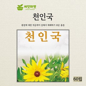 다농 천인국 씨앗 60립, 1개