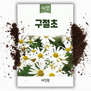 씨앗팜 야생화 꽃씨 구절초 종자 씨앗 (1000립) 구일초 선모초 고뽕 국화과 여러해살이 다년생