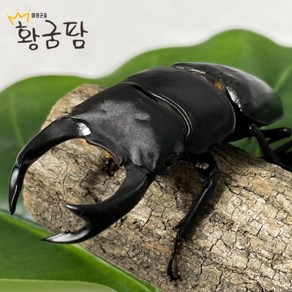 왕사슴벌레 성충 중대형 키우기 기르기, 수컷, 1개