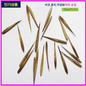 맹종죽씨앗 5립 대나무씨앗