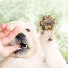 런-패드 실내활동 미끄럼방지패드 스티커 (소형견) 대용량 부상방지 P-L1