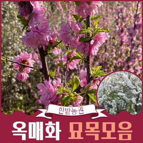 매화나무 묘목 3년생 (개화주)옥매화 오이도 백매화, 02.백색, 1개