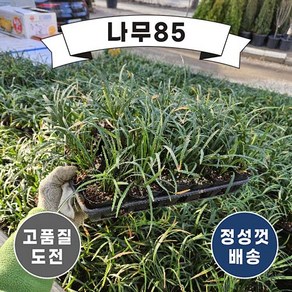 (나무85) 맥문동 3치 포트, 30개