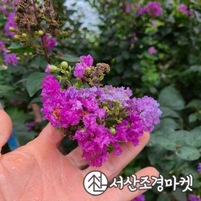 배롱나무 자금령(보라색꽃) 5치포트 개화주 백일홍 묘목 서산조경마켓, 1개