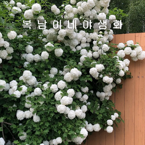 불두화 3만 [1포트 복남이네야생화 모종 수국백당 백당수국], 1개
