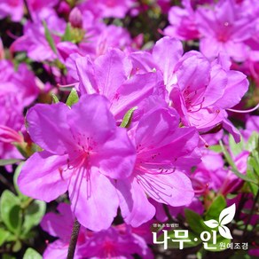 [나무인] 자산홍 10개 분홍색철쭉