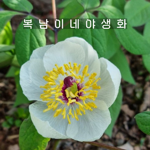 백산작약 [1포트 복남이네야생화 토종 산작약 백작약 흰작약 화이트 피오니 peony], 1개