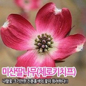 미산딸나무 체로키치프 접목 2년생 화분묘, 1개